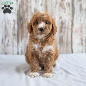 Opal, Mini Goldendoodle Puppy